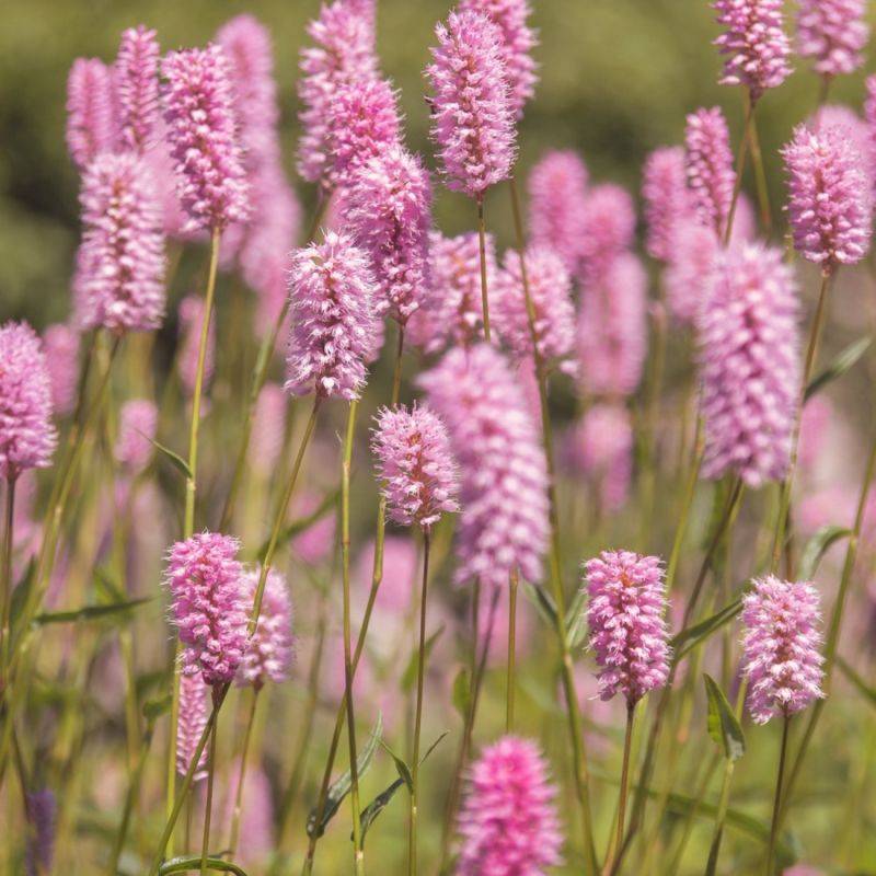 Lavande Rose (Lavandula Angustifolia 'Rosea') - Godet - Taille 13/25cm - Pépinières Naudet