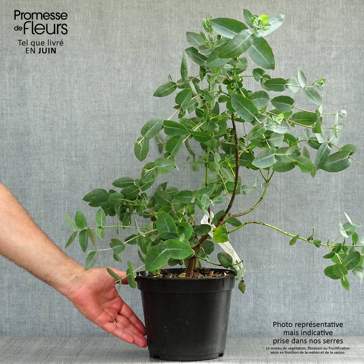 Eucalyptus neglecta - Gommier d'Omeo Pot de 4L/5L - Image 2