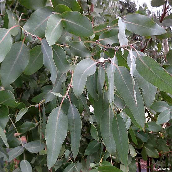 Eucalyptus neglecta - Gommier d'Omeo Pot de 4L/5L - Image 1