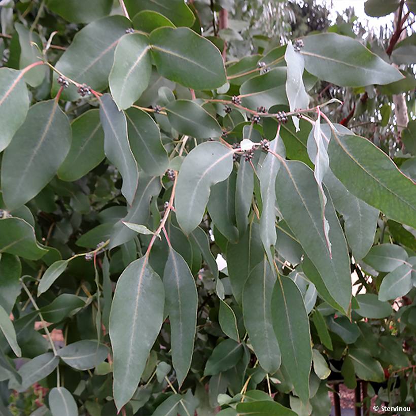 Eucalyptus neglecta - Gommier d'Omeo Pot de 4L/5L - Image 1