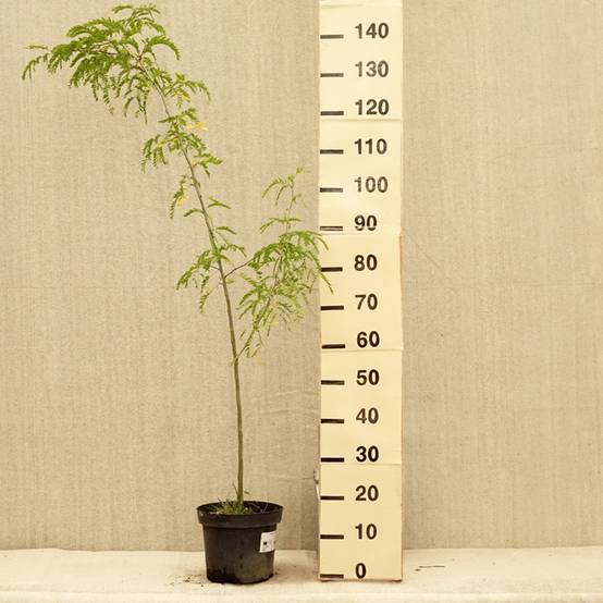 Gleditsia triacanthos - Févier d'Amérique Pot de 4L/5L - Image 2
