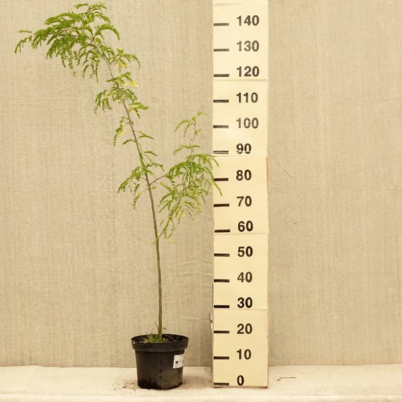 Gleditsia triacanthos - Févier d'Amérique Pot de 4L/5L - Image 2