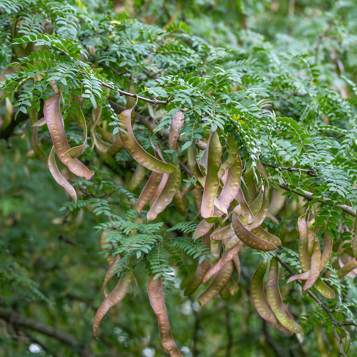 Gleditsia triacanthos - Févier d'Amérique Pot de 4L/5L - Image 1