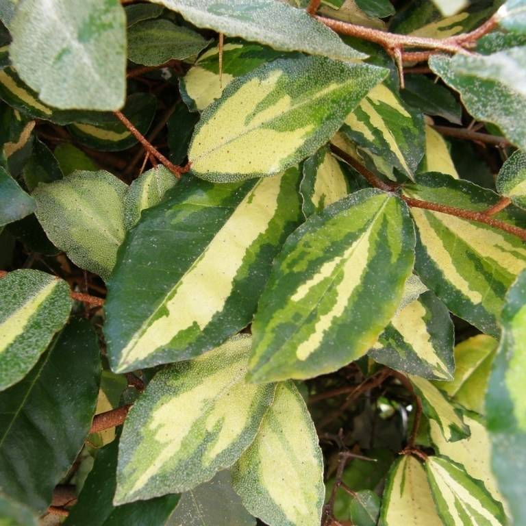 Elaeagnus pungens Maculata - Chalef panaché Pot de 2L/3L