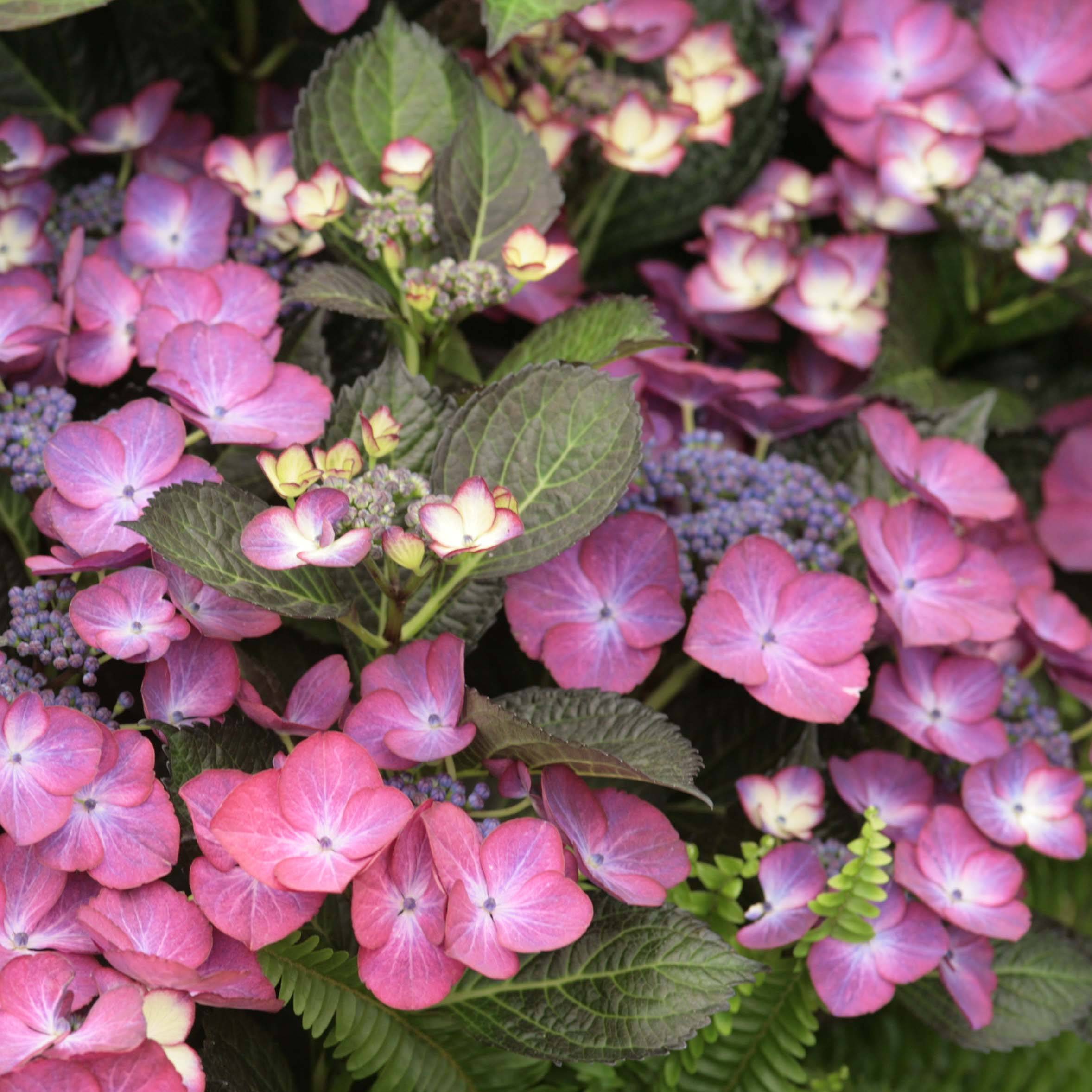Hortensia - Hydrangea macrophylla Dark Angel Purple (Black Diamonds) Pot de 2L/3L - Image 1