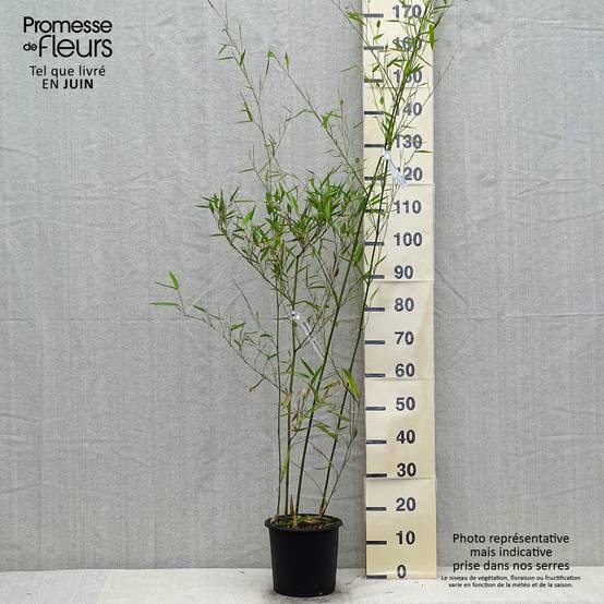 Phyllostachys heteroclada - Bambou en écailles de poisson Pot de 4L/5L - Image 2