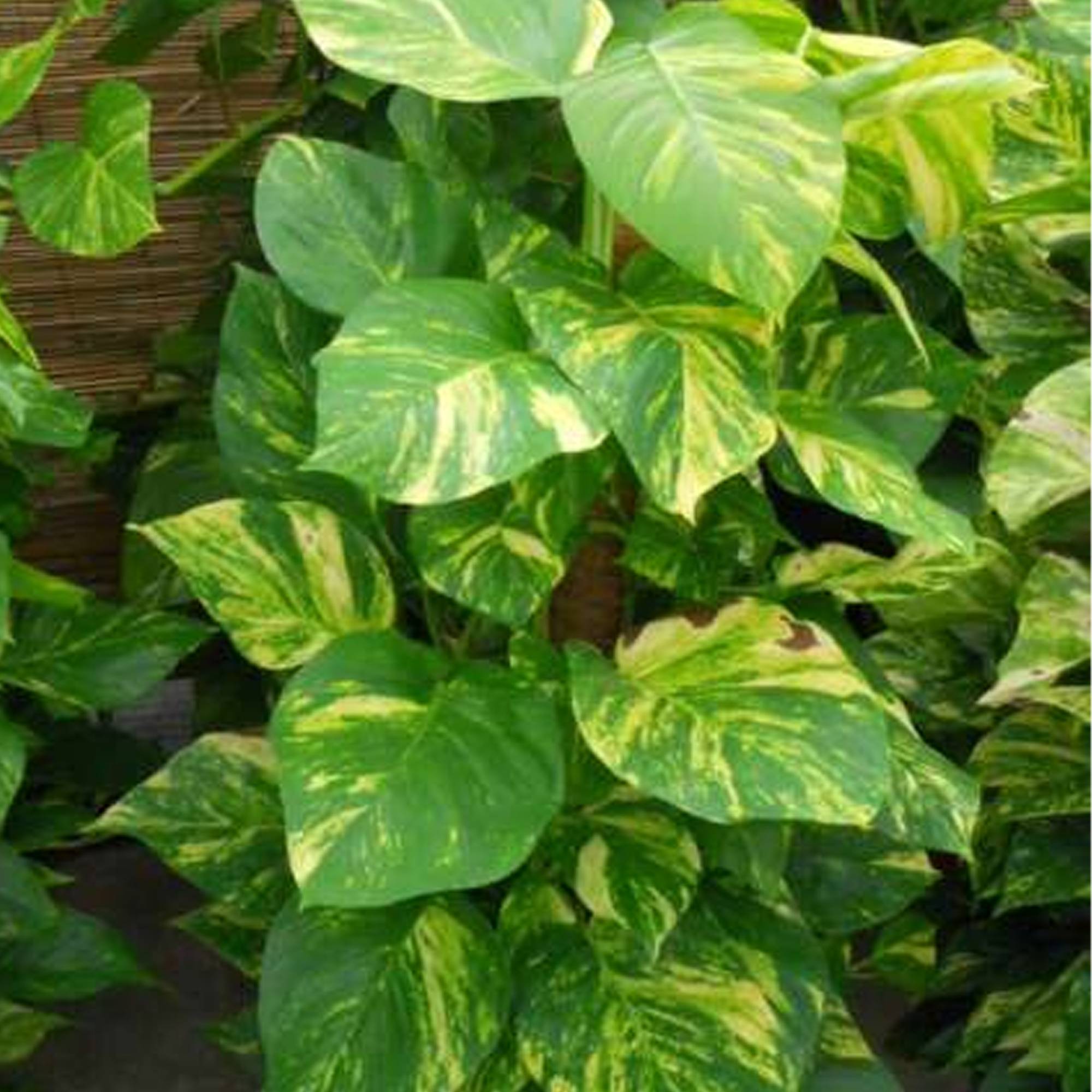 Gardenersdream - Epipremnum Aureum - Lierre Du Diable | Plante En Panier Suspendu | Plante De Maison Tropicale - GardenersDream - Image 3