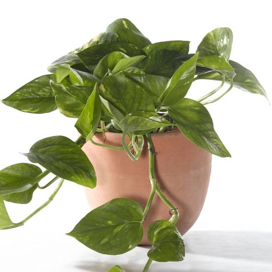 Gardenersdream - Epipremnum Aureum - Lierre Du Diable | Plante En Panier Suspendu | Plante De Maison Tropicale - GardenersDream - Image 1