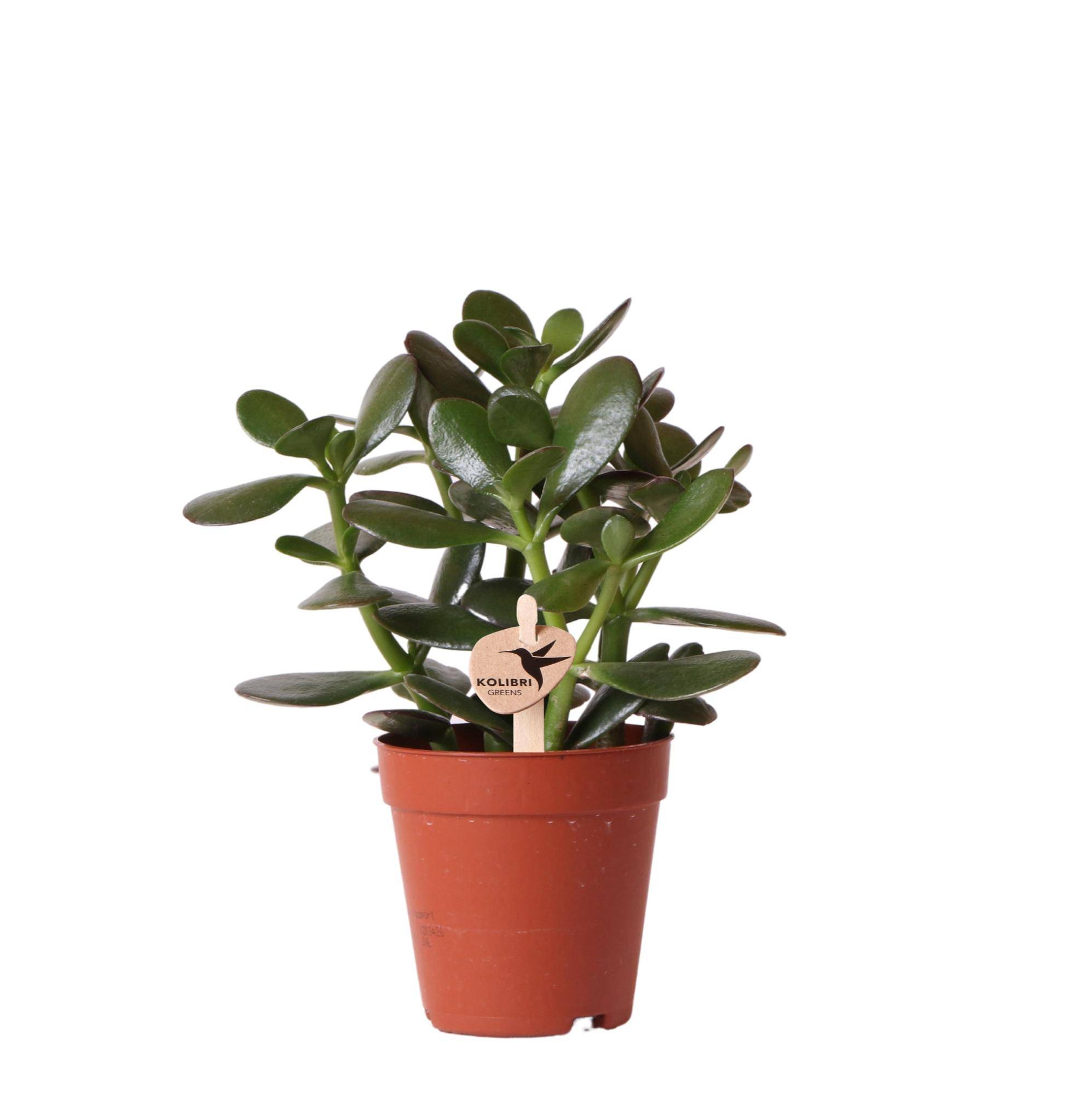 Succulente Crassula Ovata - Ø9cm - ↕20cm - Plantes d'intérieur - Image 1