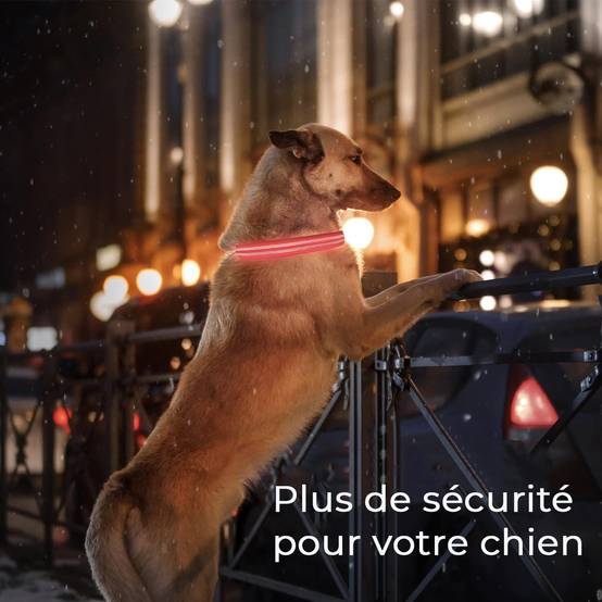 Petsation - Collier Lumineux pour Chien - Rechargeable par USB - Nylon renforcé - Haute Qualité, Stabilité & Sécurité (rouge L) - Petsation - Image 7