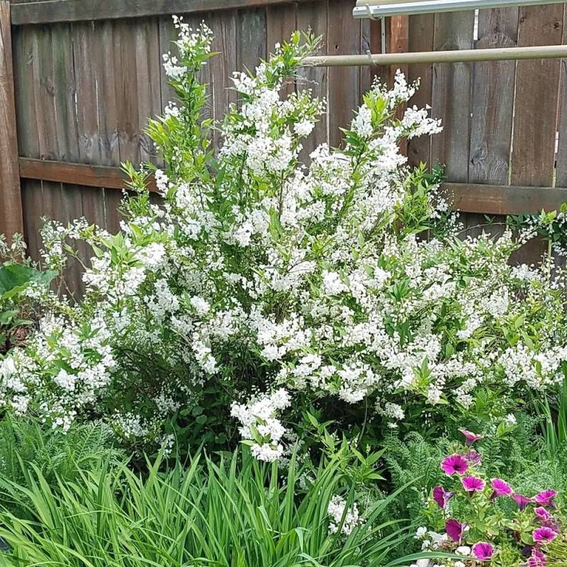 Deutzie gracilis, Deutzia à fleurs Blanche/ - feuillage Caduc - Pot de 3L - 20/40 cm - Image 1