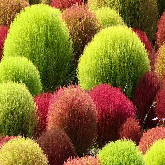 300 Graines de Kochie à Balai, Cyprès d'été (Kochia scoparia) - SemiSauvage Permaculture - Image 2