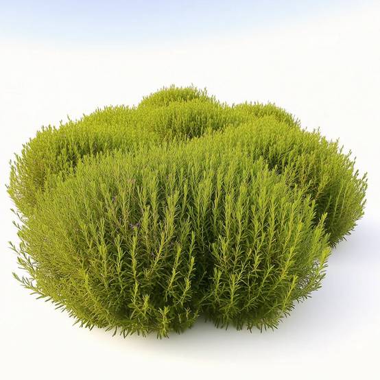 300 Graines de Kochie à Balai, Cyprès d'été (Kochia scoparia) - SemiSauvage Permaculture - Image 1