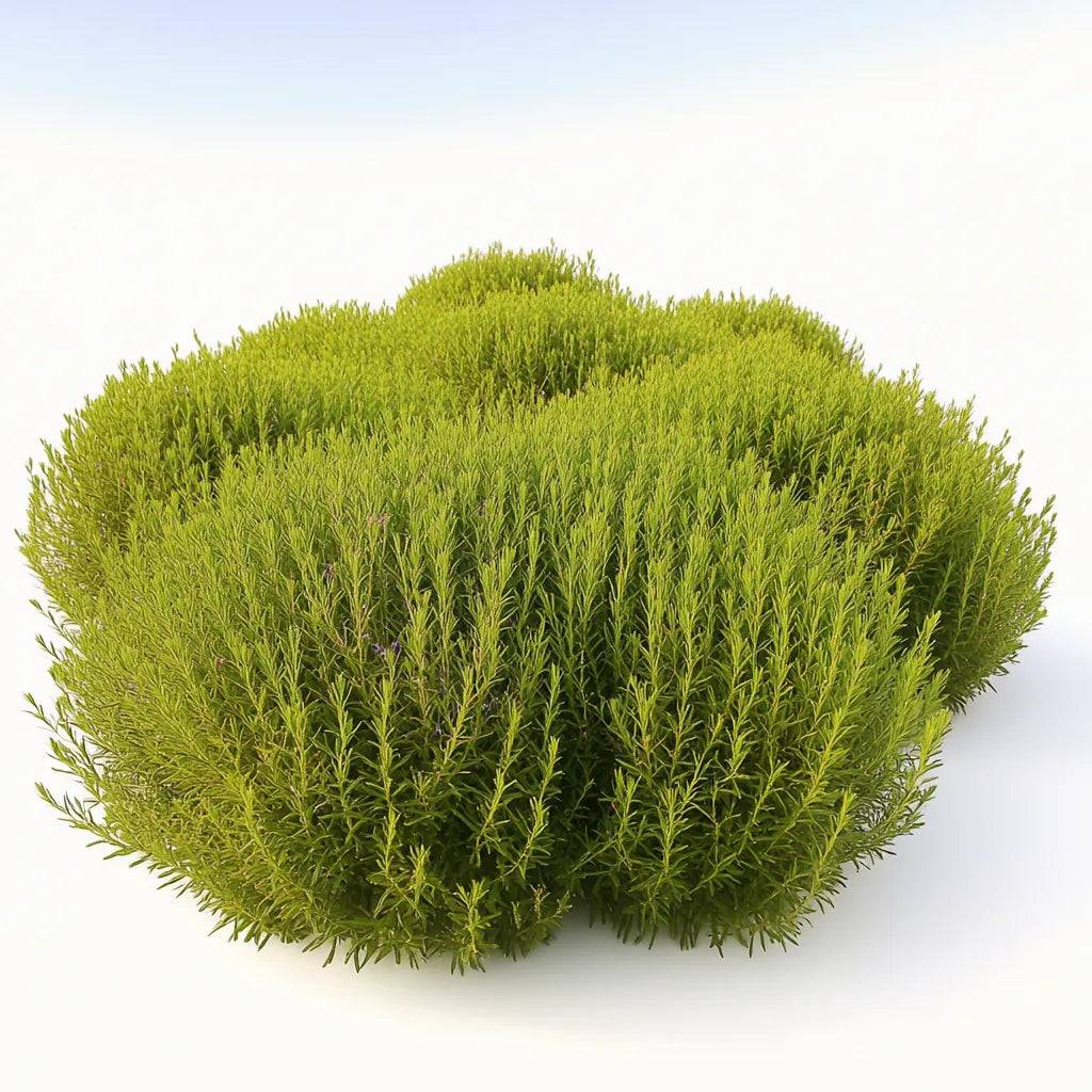 300 Graines de Kochie à Balai, Cyprès d'été (Kochia scoparia) - SemiSauvage Permaculture - Image 1