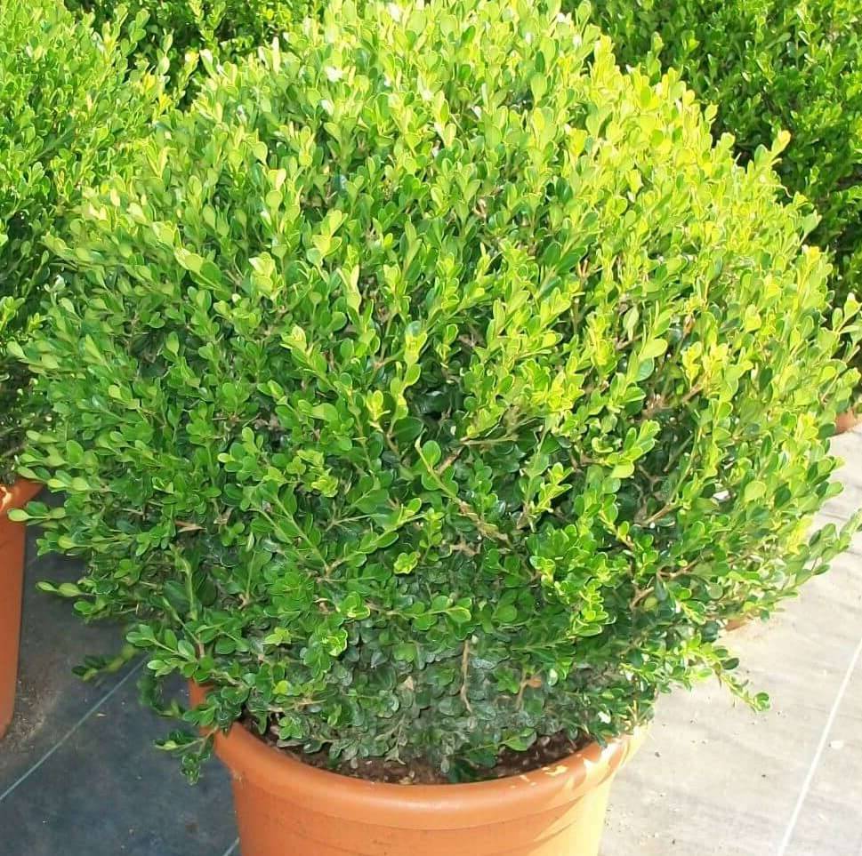 Sans Marque - Buxus microphylla 'Faulkner' (Buis commun) Couleur floraison:Blanc - Taille:Pot de 2 litres ? 20/30 cm