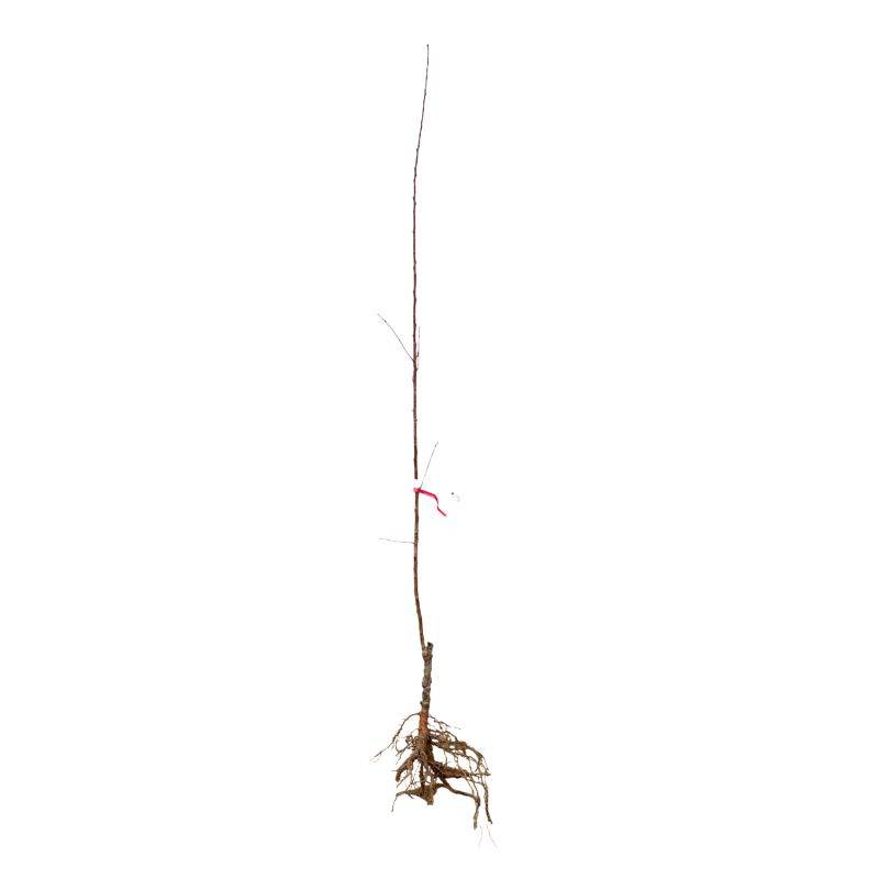 Amandier 'Texas' (Prunus dulcis 'Texas') - Scion de 80 à 100cm - Pépinières Naudet - Image 2