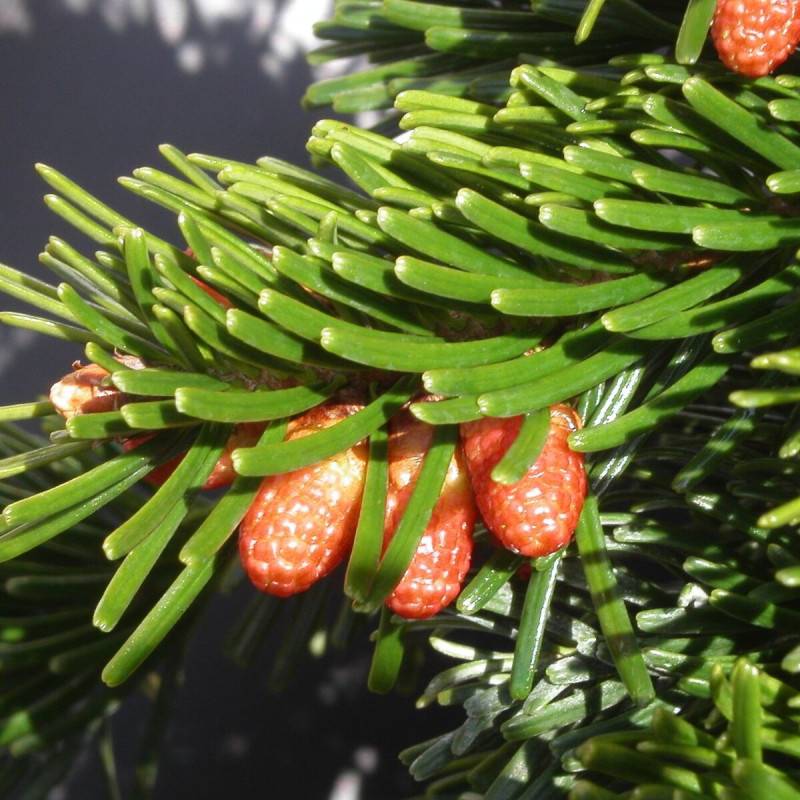 Sapin de Nordmann, Abies nordmanniana - Pot de 20L - 80/100 - Image 2