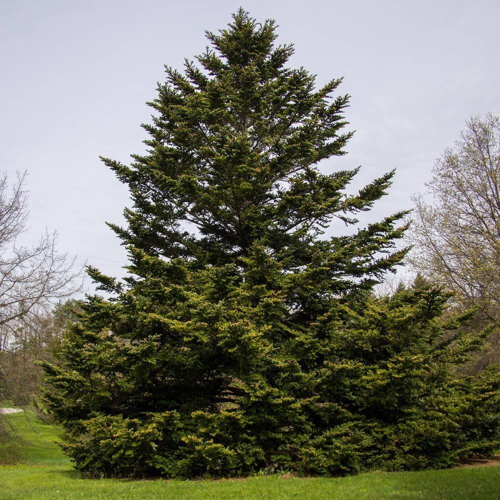 Sapin de Nordmann, Abies nordmanniana - Pot de 20L - 80/100 - Image 1