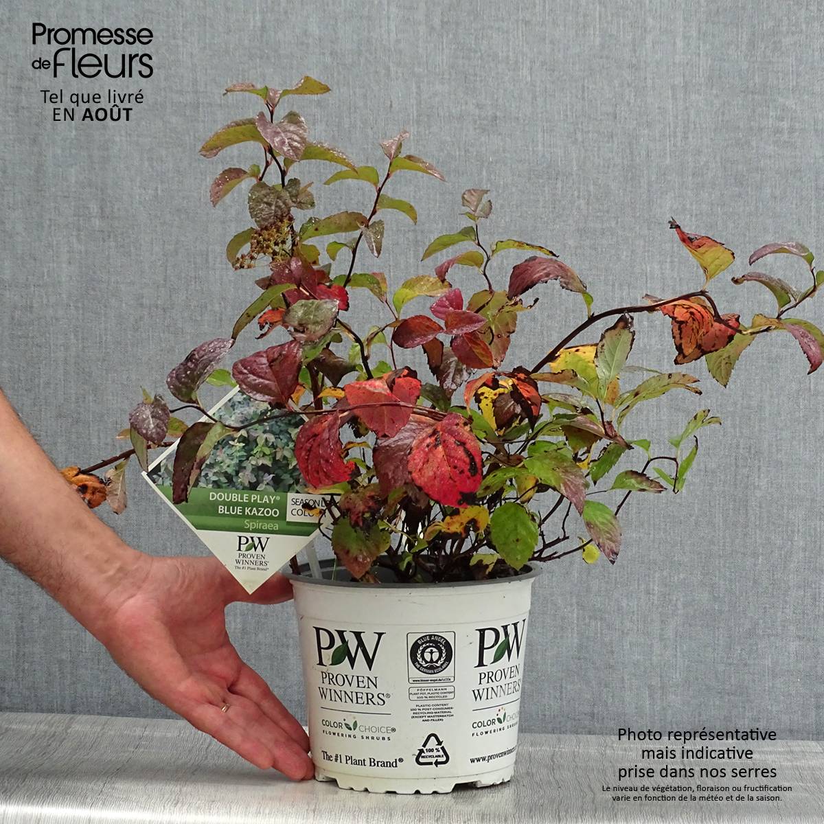 Spirée Double Play Blue Kazoo - Spiraea japonica Pot de 2L/3L - Image 2