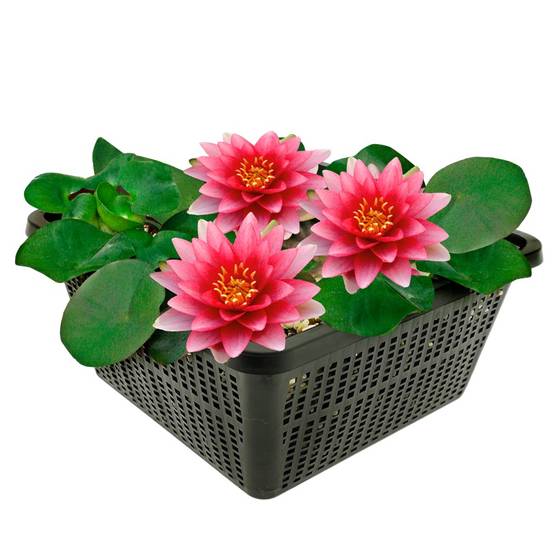 0 - Nénuphar Rouge - Set Complet - incl. Panier Substrat Gravier Aliment - Image 1