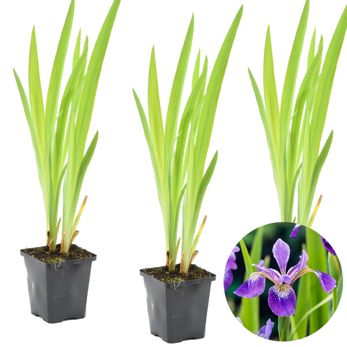 Lot de 3 - Iris Versicolor - Iris versicolore - Plantes de bassin - H. 20-30 cm - P. 9 cm - Image 1