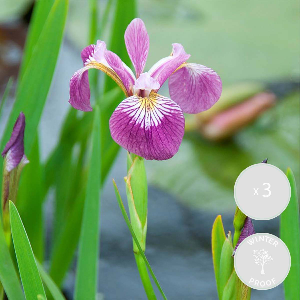 Lot de 3 - Iris Versicolor - Iris versicolore - Plantes de bassin - H. 20-30 cm - P. 9 cm - Image 2