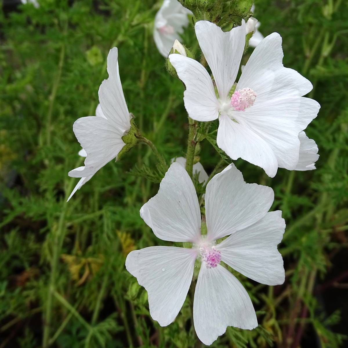 Lavatère - Lavatera White Angel Godet de 8/9 cm