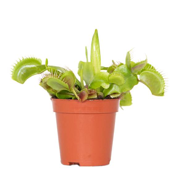 Dionaea Muscipula - Dionée Attrape-Mouche - Plante Carnivore - H. 5-10 cm - P. 6 cm - Image 1