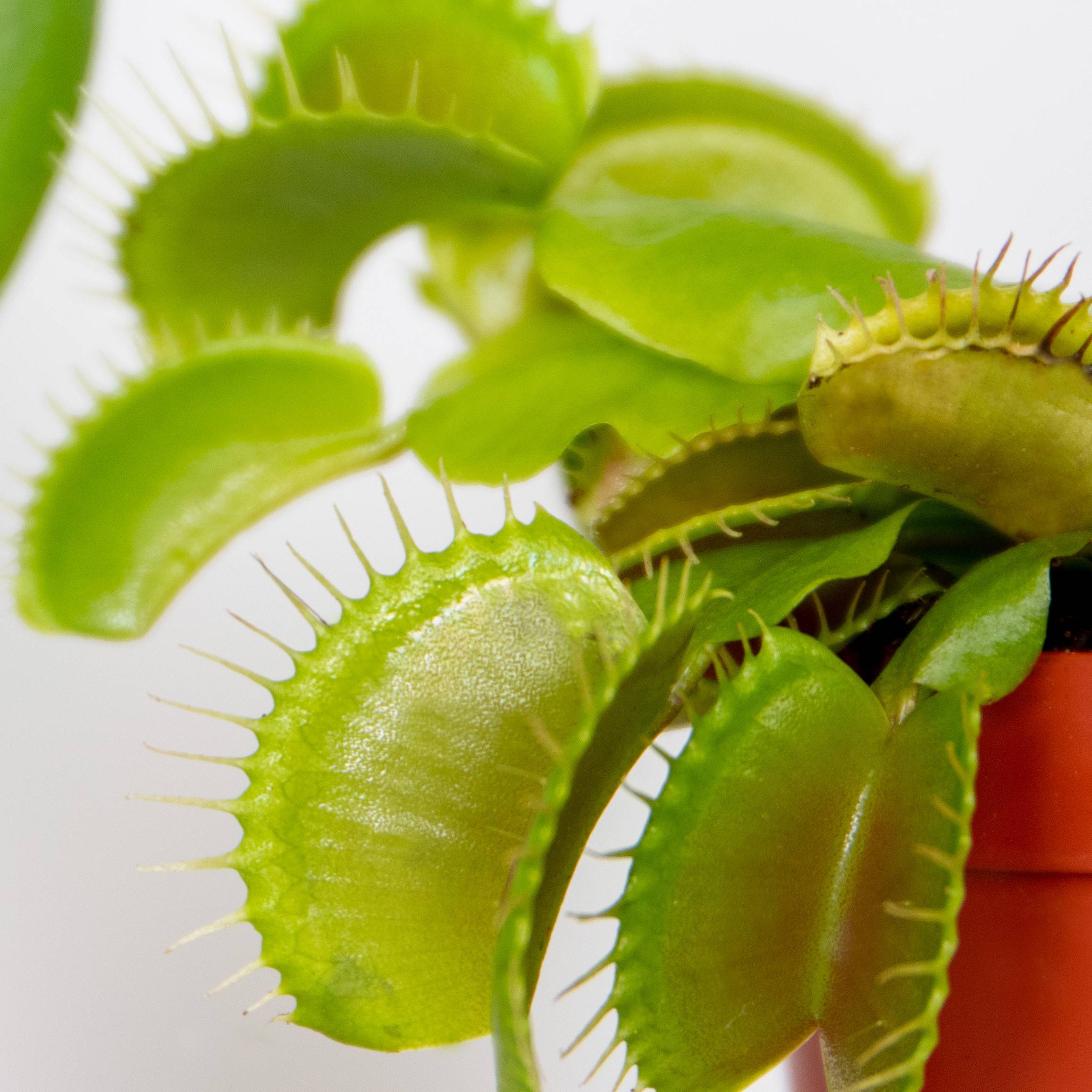 Dionaea Muscipula - Dionée Attrape-Mouche - Plante Carnivore - H. 5-10 cm - P. 6 cm - Image 3