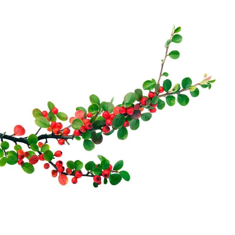 Cotoneaster rampant (Cotoneaster horizontalis) - Godet - Taille 13/25cm - Pépinières Naudet - Image 3