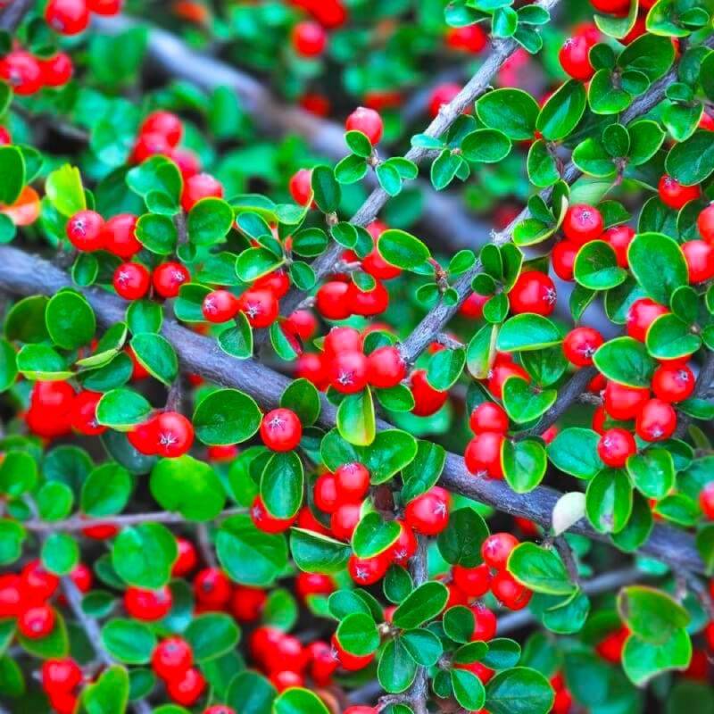 Cotoneaster rampant (Cotoneaster horizontalis) - Godet - Taille 13/25cm - Pépinières Naudet - Image 1