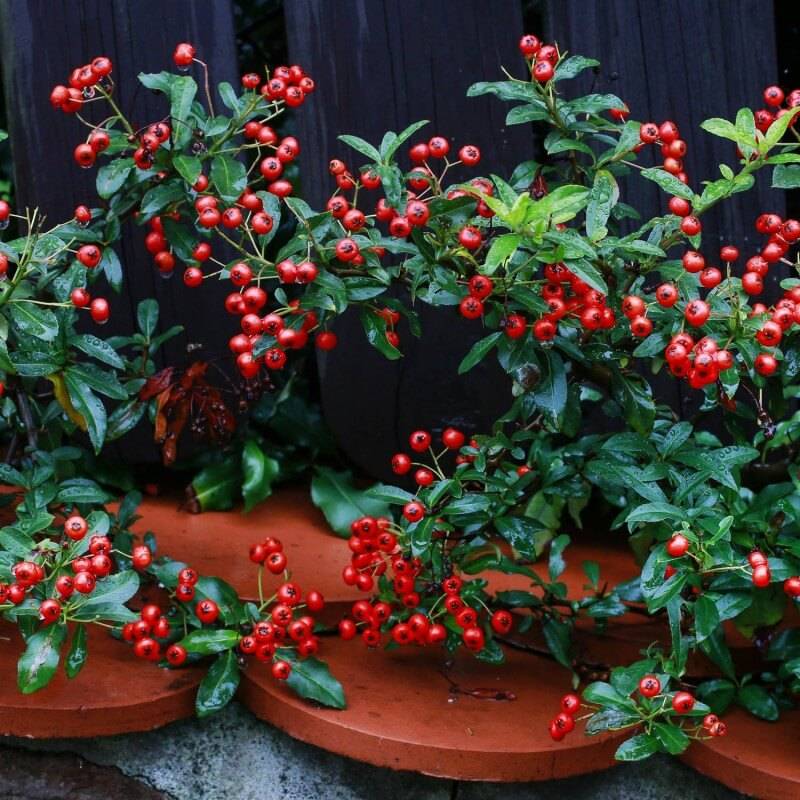 Cotoneaster rampant (Cotoneaster horizontalis) - Godet - Taille 13/25cm - Pépinières Naudet - Image 2