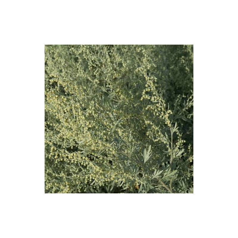 Absinthe Lambrook Silver à fleurs Blanche - feuillage Semi-Persistant - Godet - 5/20 cm-  hauteur à maturité De 0,50 m à 1,00 m - Image 1