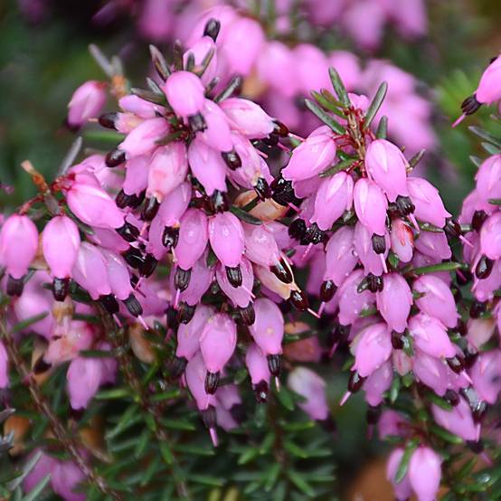 Promesse de Fleurs - Bruyère d'hiver Winter Belles Tylou - Erica x darleyensis Pot de 1L/1,5L - Image 1