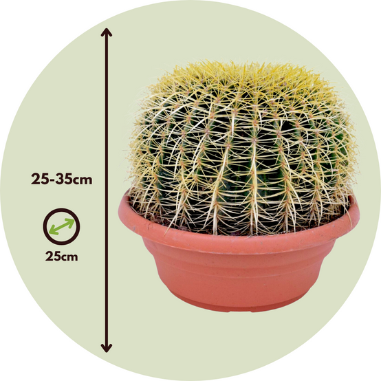 Plant In A Box - Cactus de Noël - Echinocactus grusonii - Hauteur 25-35cm - ⌀25cm - Image 5