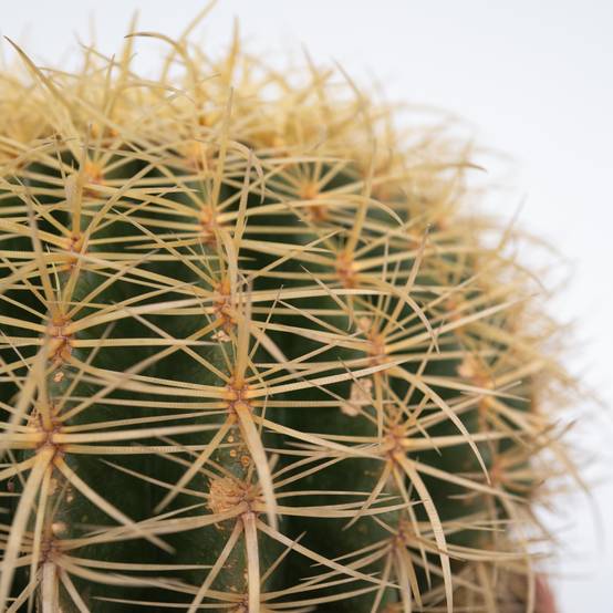 Plant In A Box - Cactus de Noël - Echinocactus grusonii - Hauteur 25-35cm - ⌀25cm - Image 4