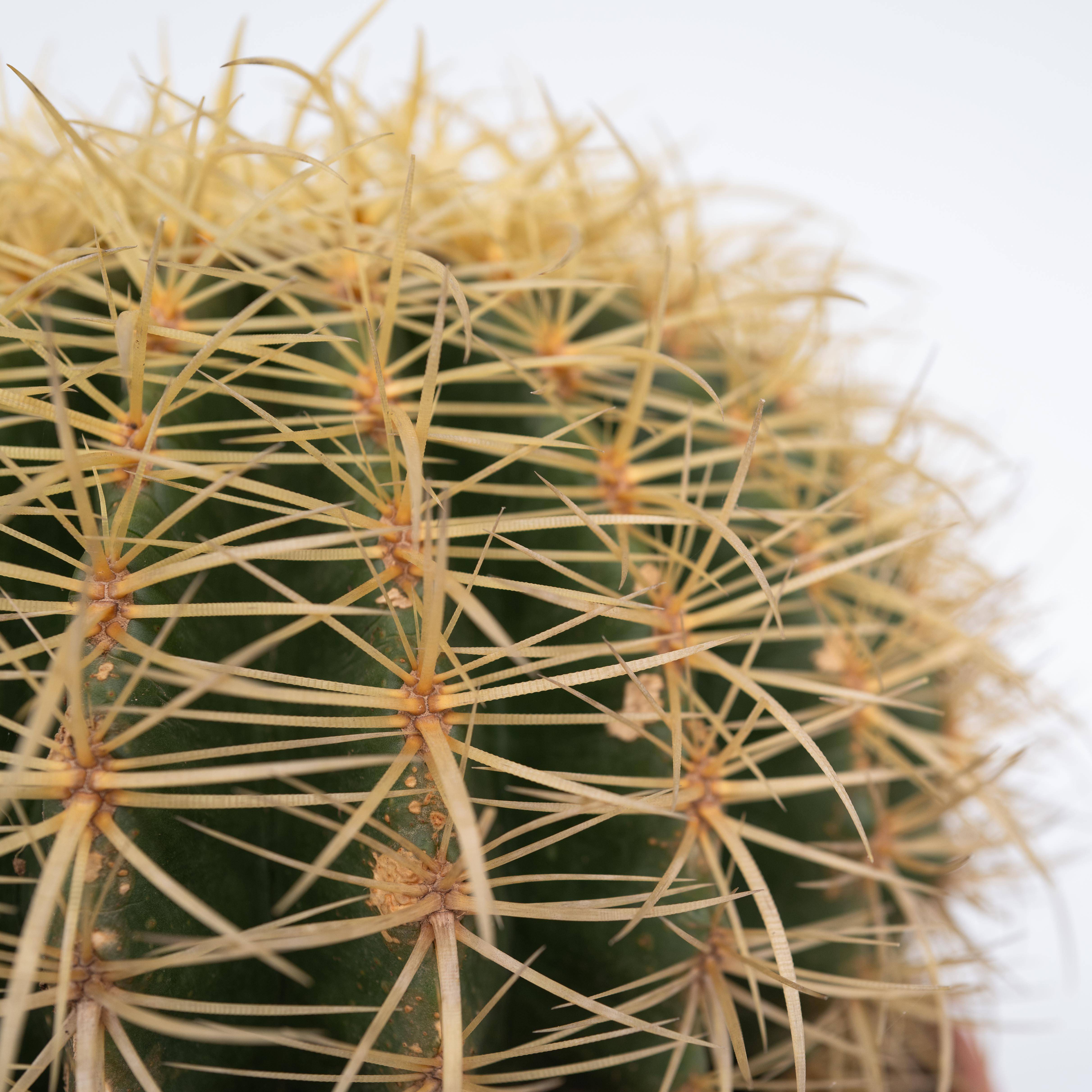 Plant In A Box - Cactus de Noël - Echinocactus grusonii - Hauteur 25-35cm - ⌀25cm - Image 4