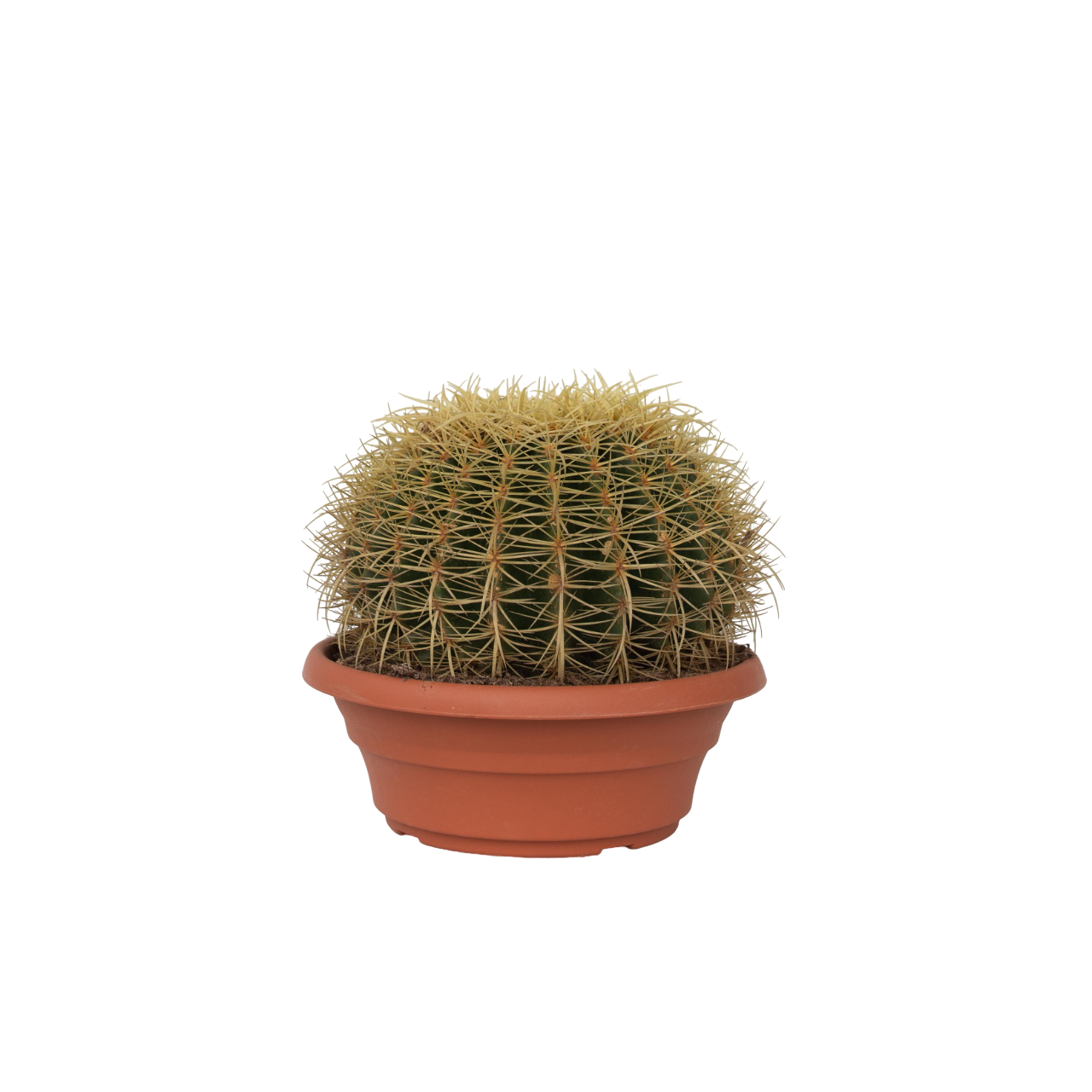 Plant In A Box - Cactus de Noël - Echinocactus grusonii - Hauteur 25-35cm - ⌀25cm