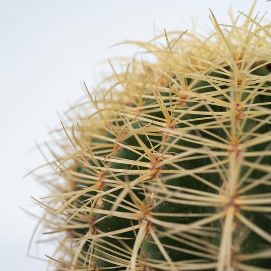 Plant In A Box - Cactus de Noël - Echinocactus grusonii - Hauteur 25-35cm - ⌀25cm - Image 3