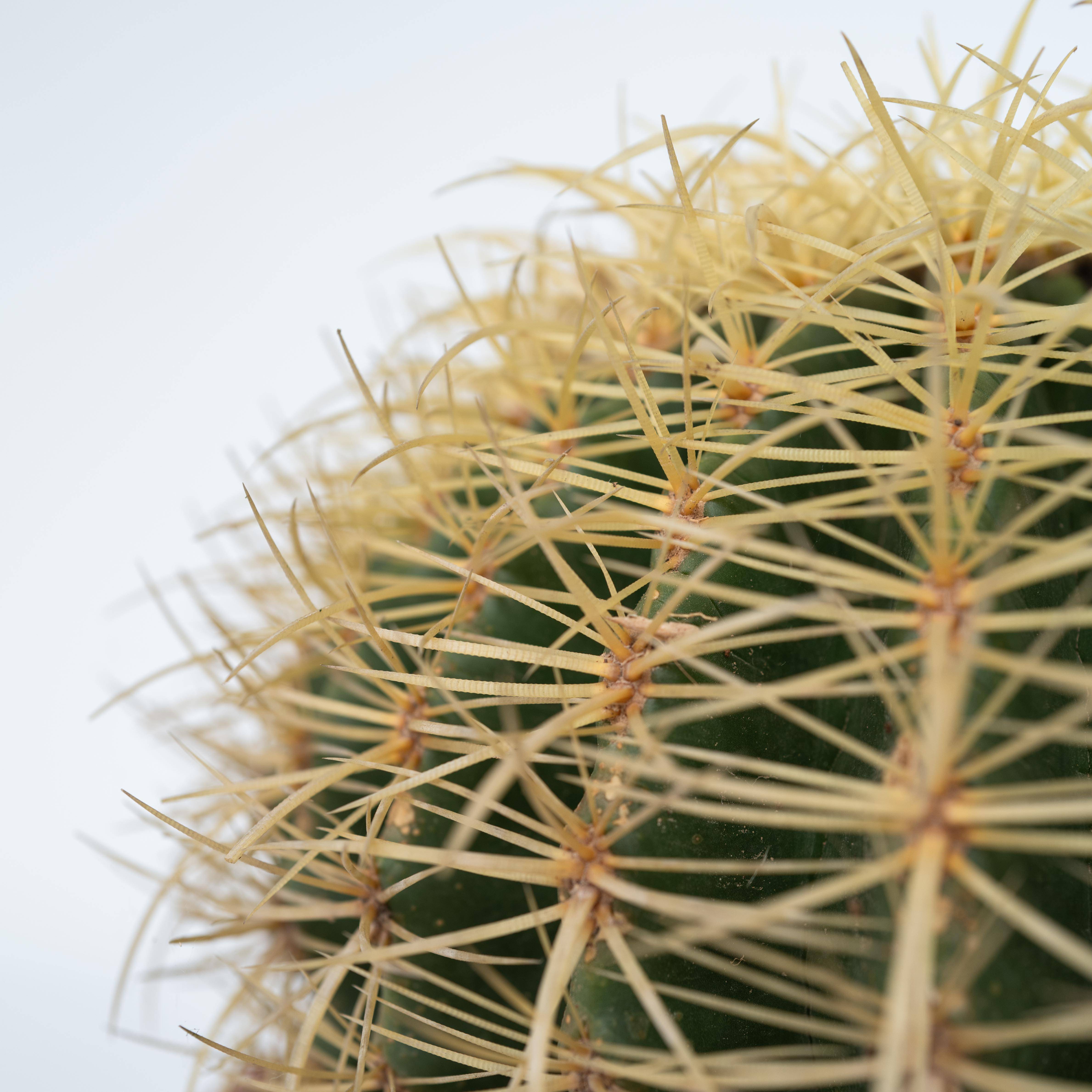 Plant In A Box - Cactus de Noël - Echinocactus grusonii - Hauteur 25-35cm - ⌀25cm - Image 3