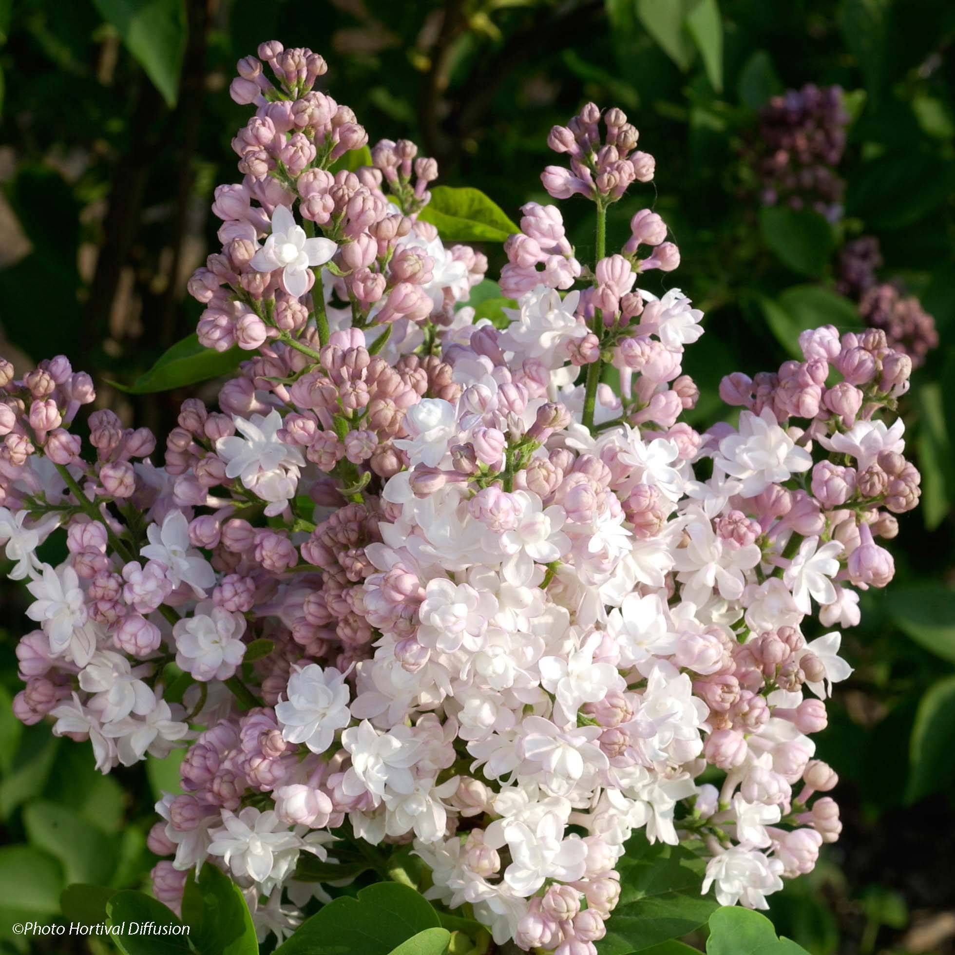Lilas - Syringa vulgaris Belle de Moscou Pot de 4L/5L - Image 1