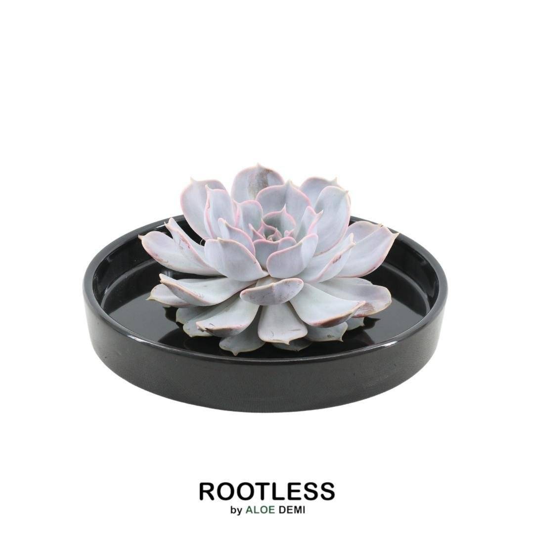 Echeveria Lilacina sans racines en coupelle noire (Ø20cm)- La Green Touch - Image 1
