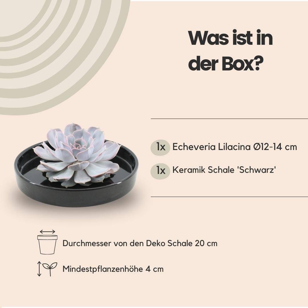 Echeveria Lilacina sans racines en coupelle noire (Ø20cm)- La Green Touch - Image 4
