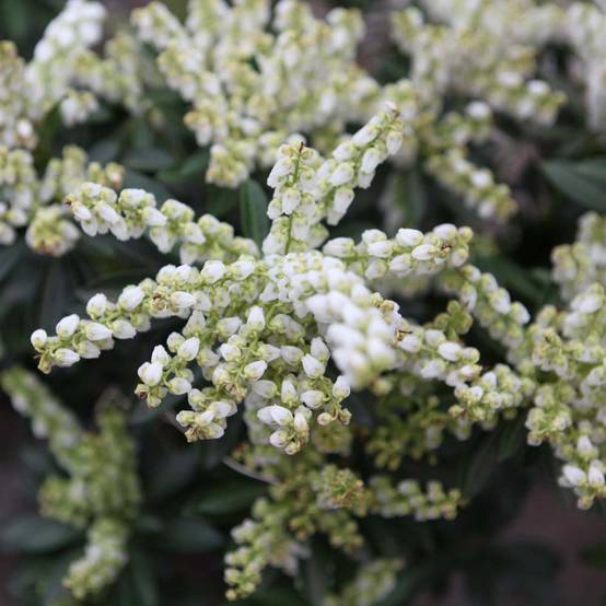 Promesse de Fleurs - Pieris japonica Debutante - Andromède du Japon Pot de 4L/5L - Image 1