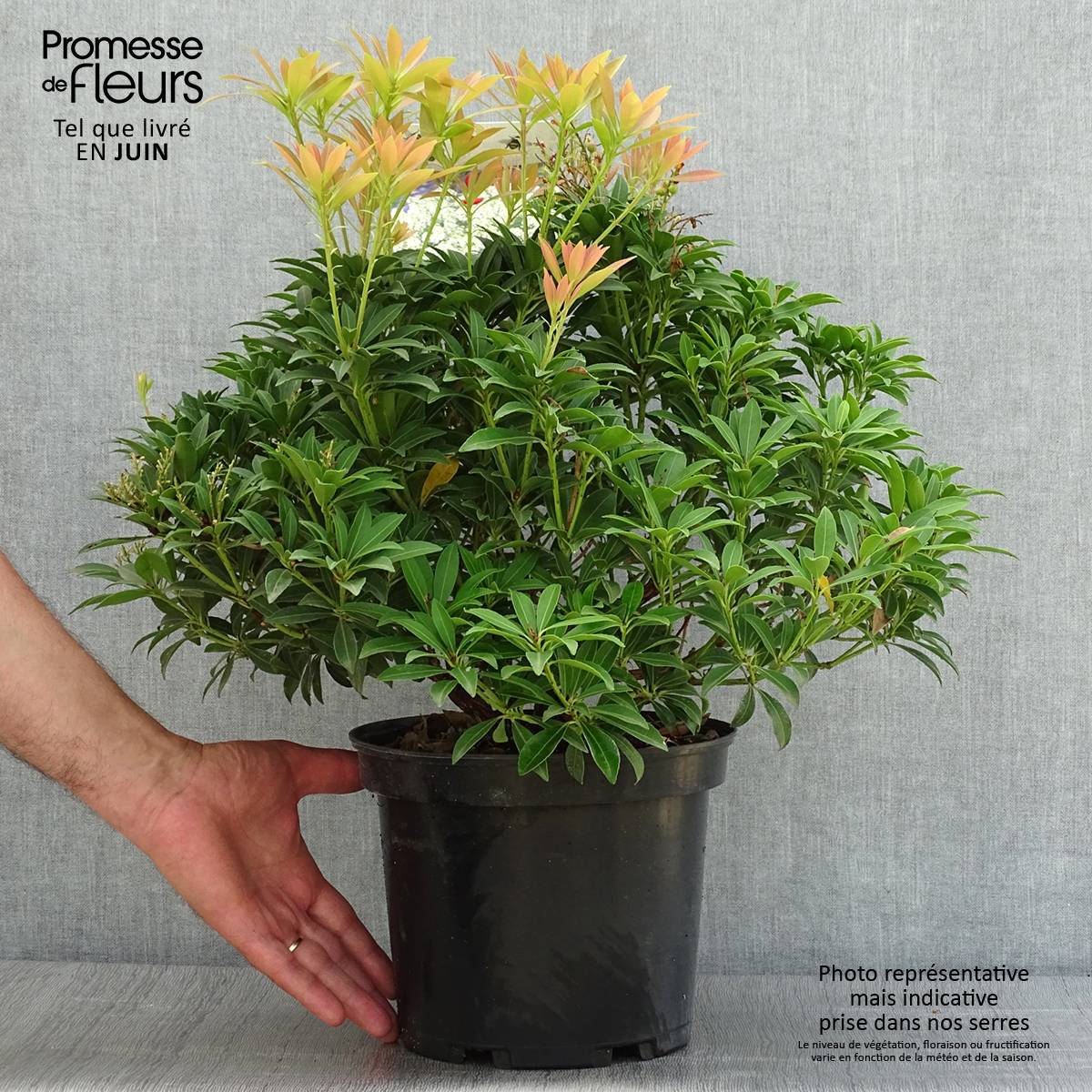 Promesse de Fleurs - Pieris japonica Debutante - Andromède du Japon Pot de 4L/5L - Image 2