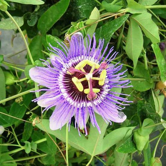 Passiflore caerulea Purple Haze - Fleur de la Passion Pot de 2L/3L
