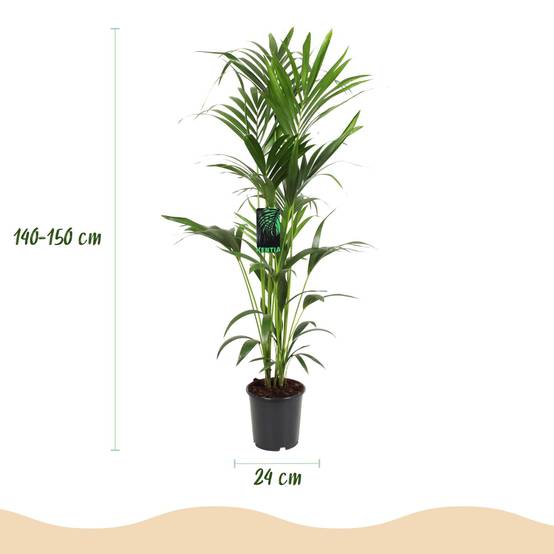 La Green Touch - Kentia Howea Forsteriana - D24 H150cm - Image 4