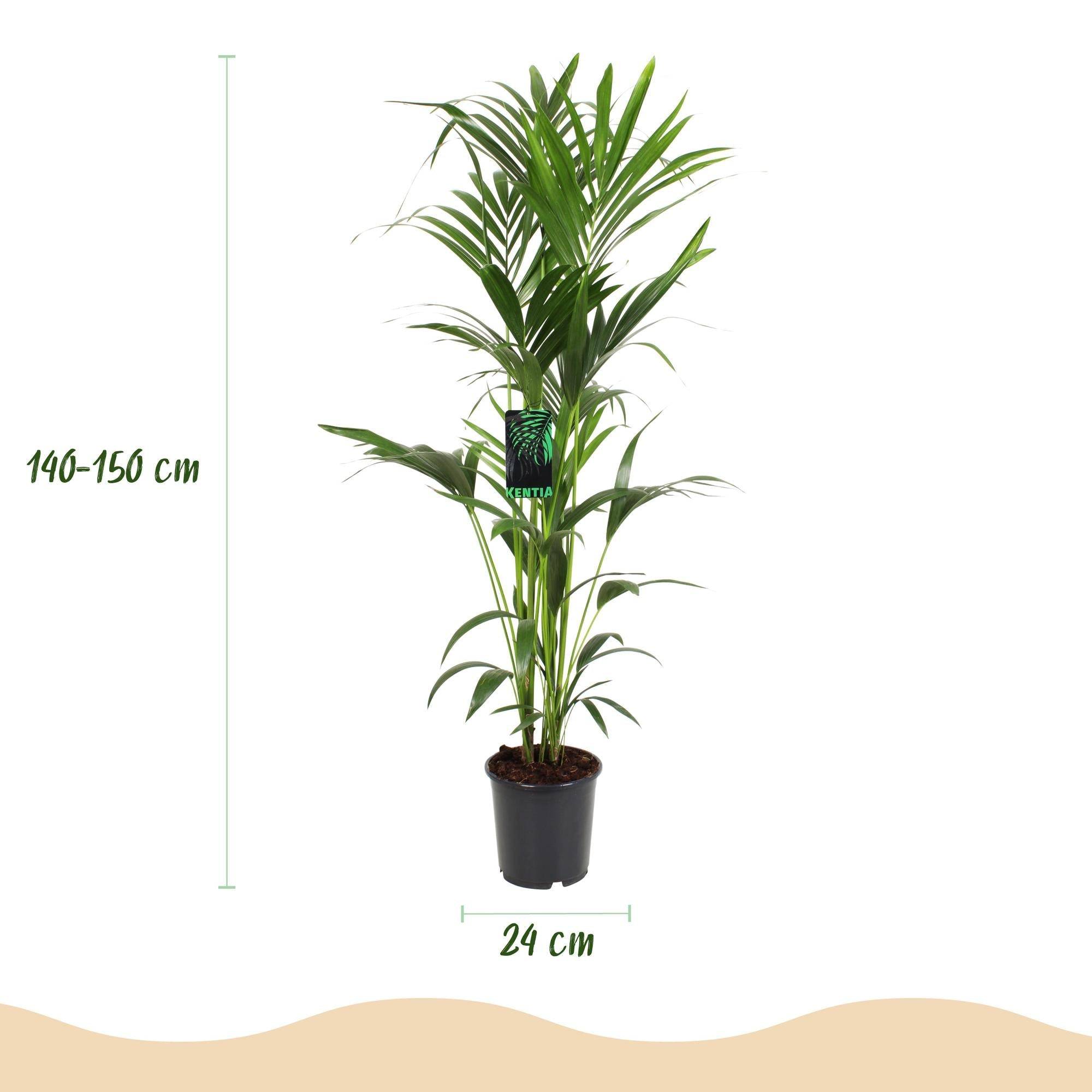 La Green Touch - Kentia Howea Forsteriana - D24 H150cm - Image 4