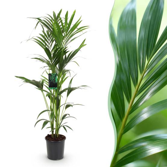 La Green Touch - Kentia Howea Forsteriana - D24 H150cm - Image 2