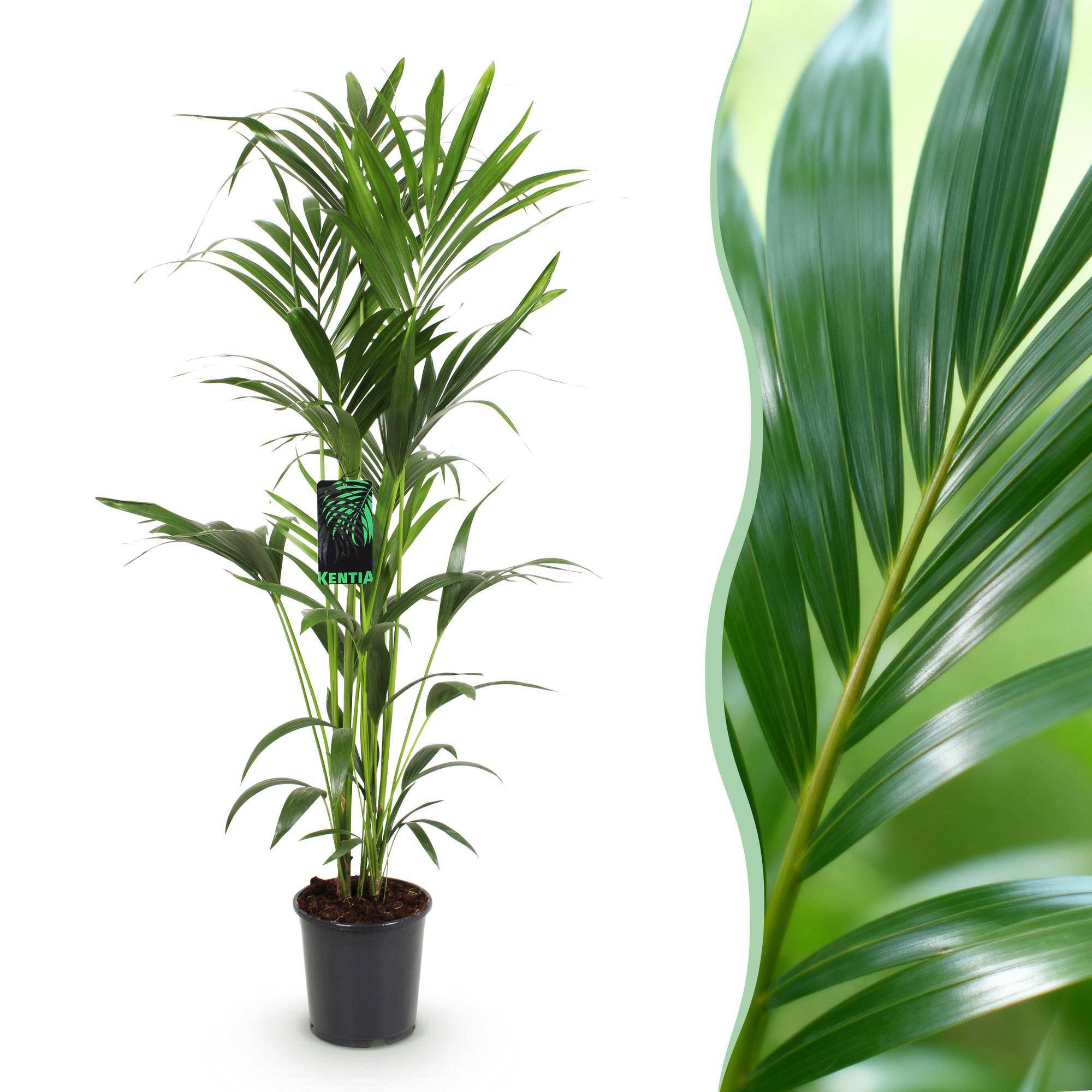 La Green Touch - Kentia Howea Forsteriana - D24 H150cm - Image 2